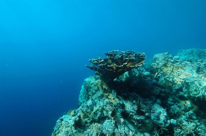 Anse a la barque_tombant_45.jpg